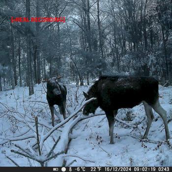 Wildcamera 4K@10fps 50 MPixel 5 MPixel CMOS IP65 Zwart No-Glow - Nedis